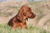 SETTER IRLANDAIS 306